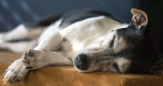 5 Benefits Of Buying A Dog Bed