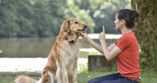 The Best Tips To Train Your Dog