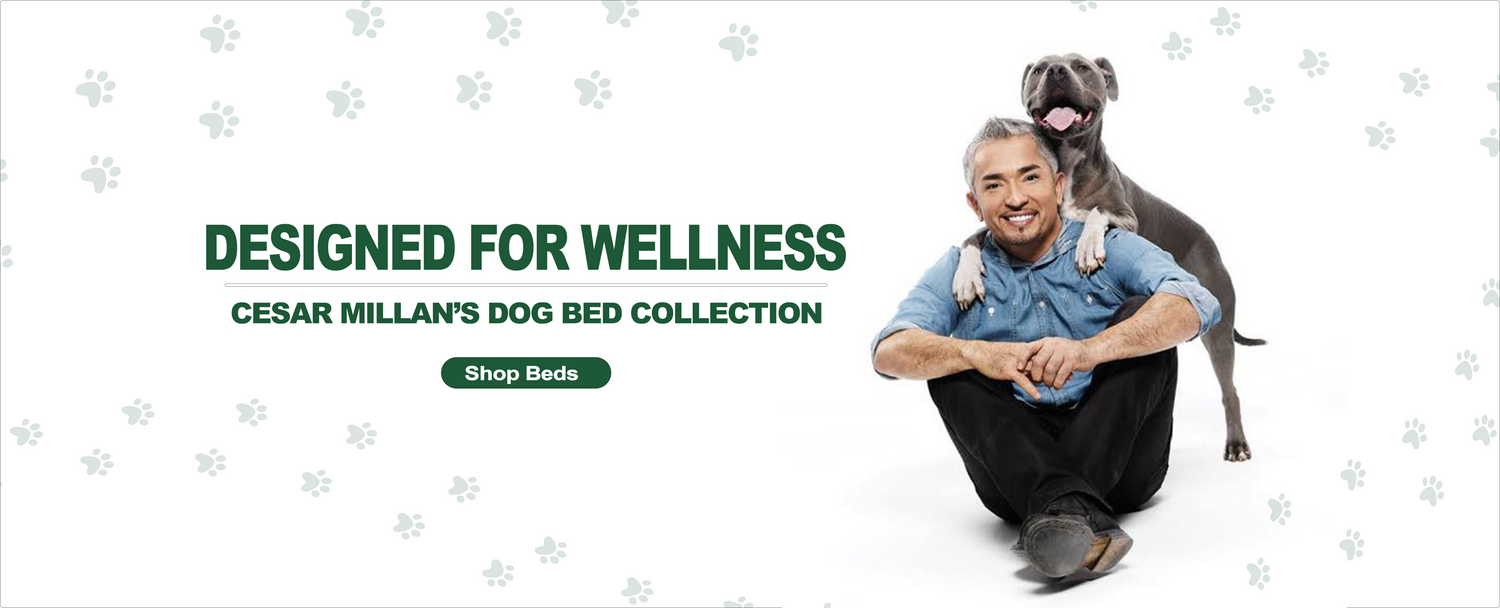 Cesar Millan is seated on the floor smiling, with a happy gray dog playfully resting its front paws on his shoulders. The background is white with a pattern of light gray paw prints. Bold green text reads: