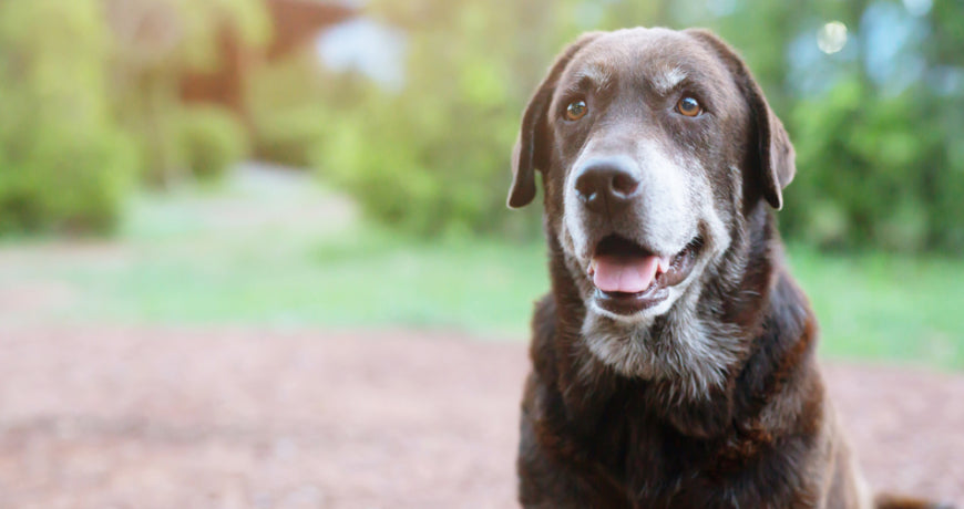 The Best Dog Bed For Senior Dogs