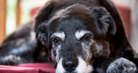 Ways To Help Your Old Dog With Arthritis